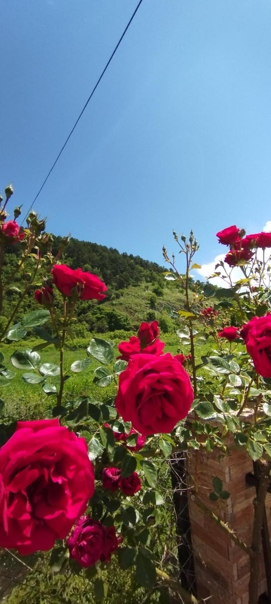 Vila Sara Ohrid Ngoại thất bức ảnh